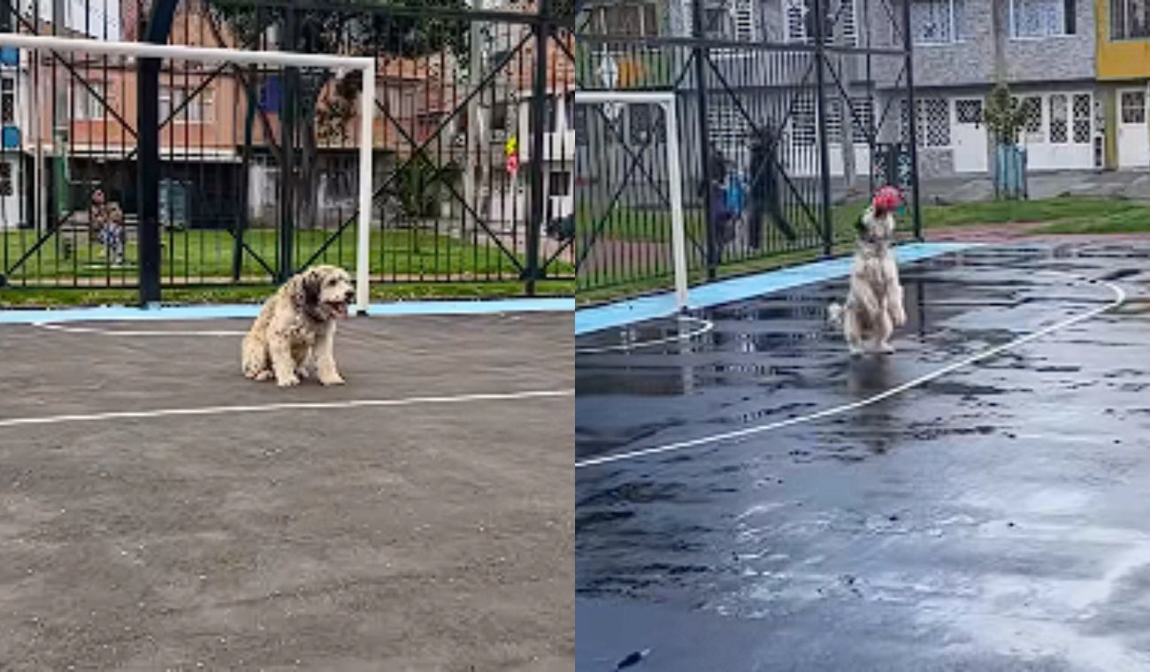 Lucky, el perro arquero