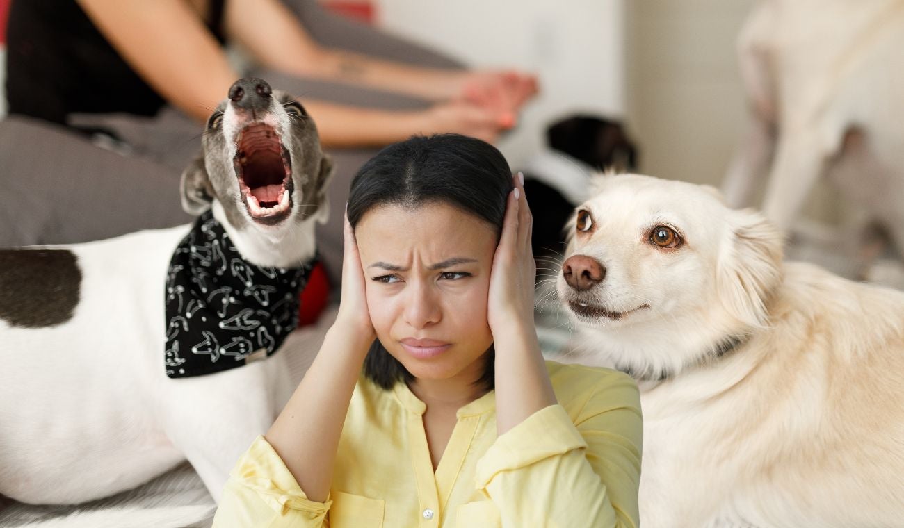 Perros ruidosos en propiedad horizontal