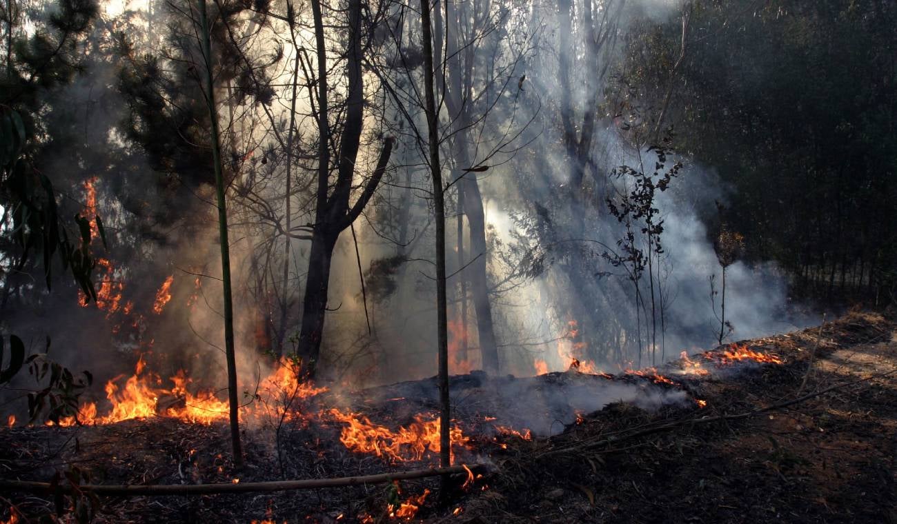 Incendio Forestal