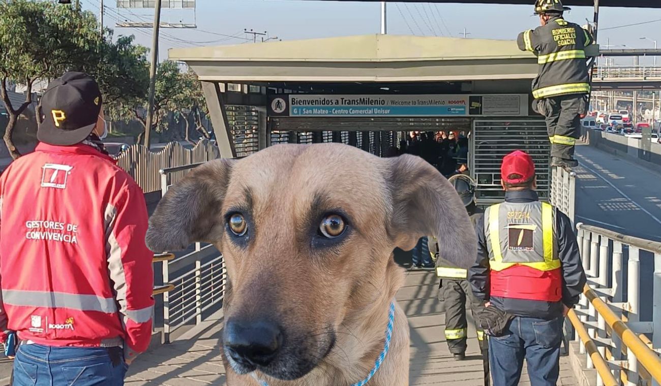 Cachorro abandona en techo de estación de Transmilenio