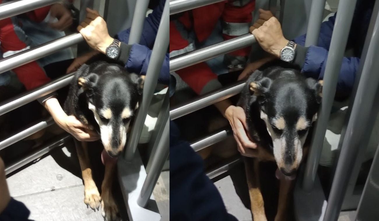 Perrita atrapada en Transmilenio