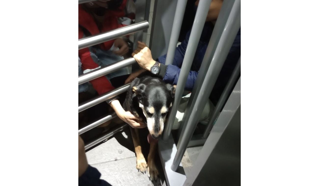 Perrita atrapada en torniquetes de Transmilenio