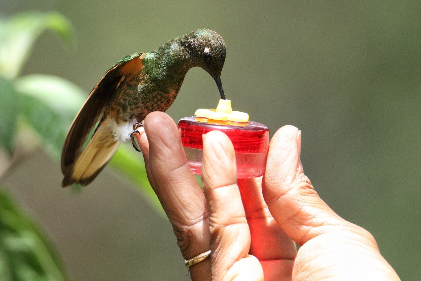 Paramuno Sendero el Paramuno: el paraíso bogotano para el avistamiento de colibríes