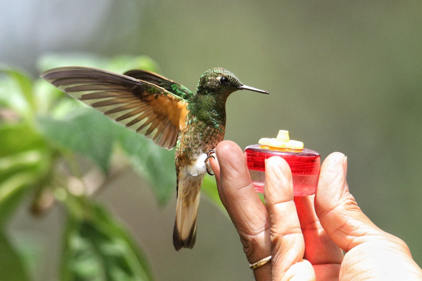 Paramuno Sendero el Paramuno: el paraíso bogotano para el avistamiento de colibríes