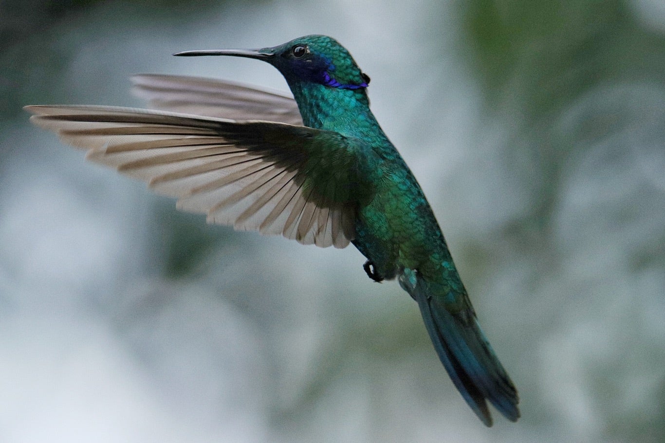 Paramuno Sendero el Paramuno: el paraíso bogotano para el avistamiento de colibríes