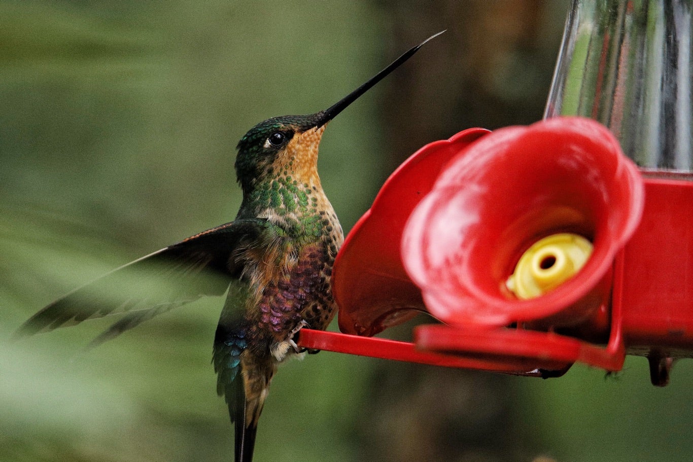 Paramuno Sendero el Paramuno: el paraíso bogotano para el avistamiento de colibríes