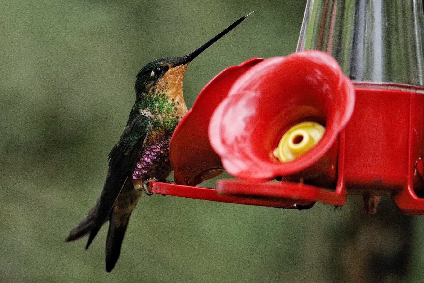 Paramuno Sendero el Paramuno: el paraíso bogotano para el avistamiento de colibríes