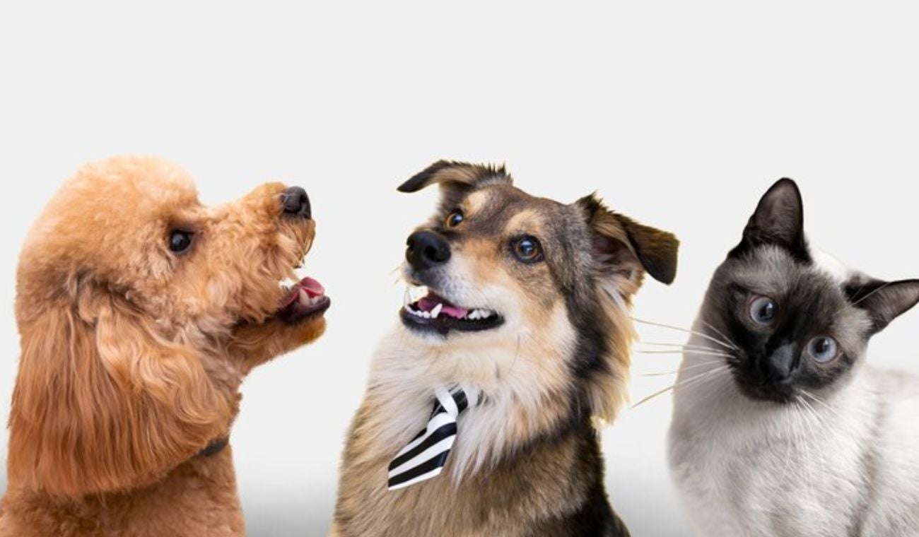 Dos perros y un gato