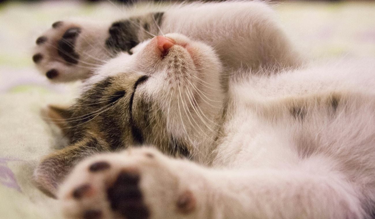 Gato blanco con manchitas negras