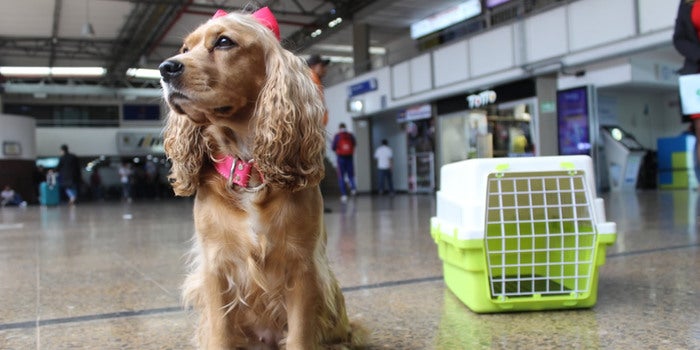 Requisitos para viajar en flota con sus mascotas