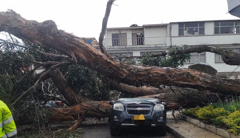 Árbol cayó sobre varios vehículos