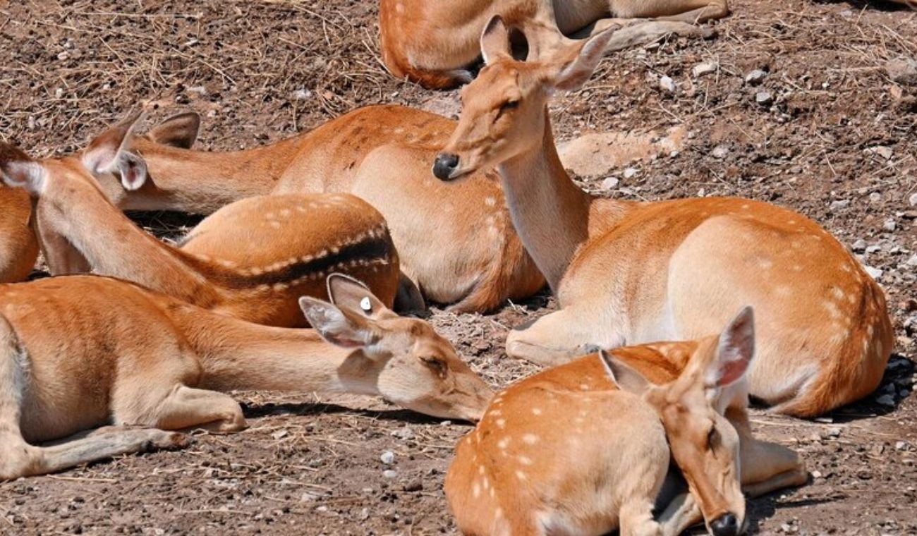 Zoo- imagen de referencia - ciervo