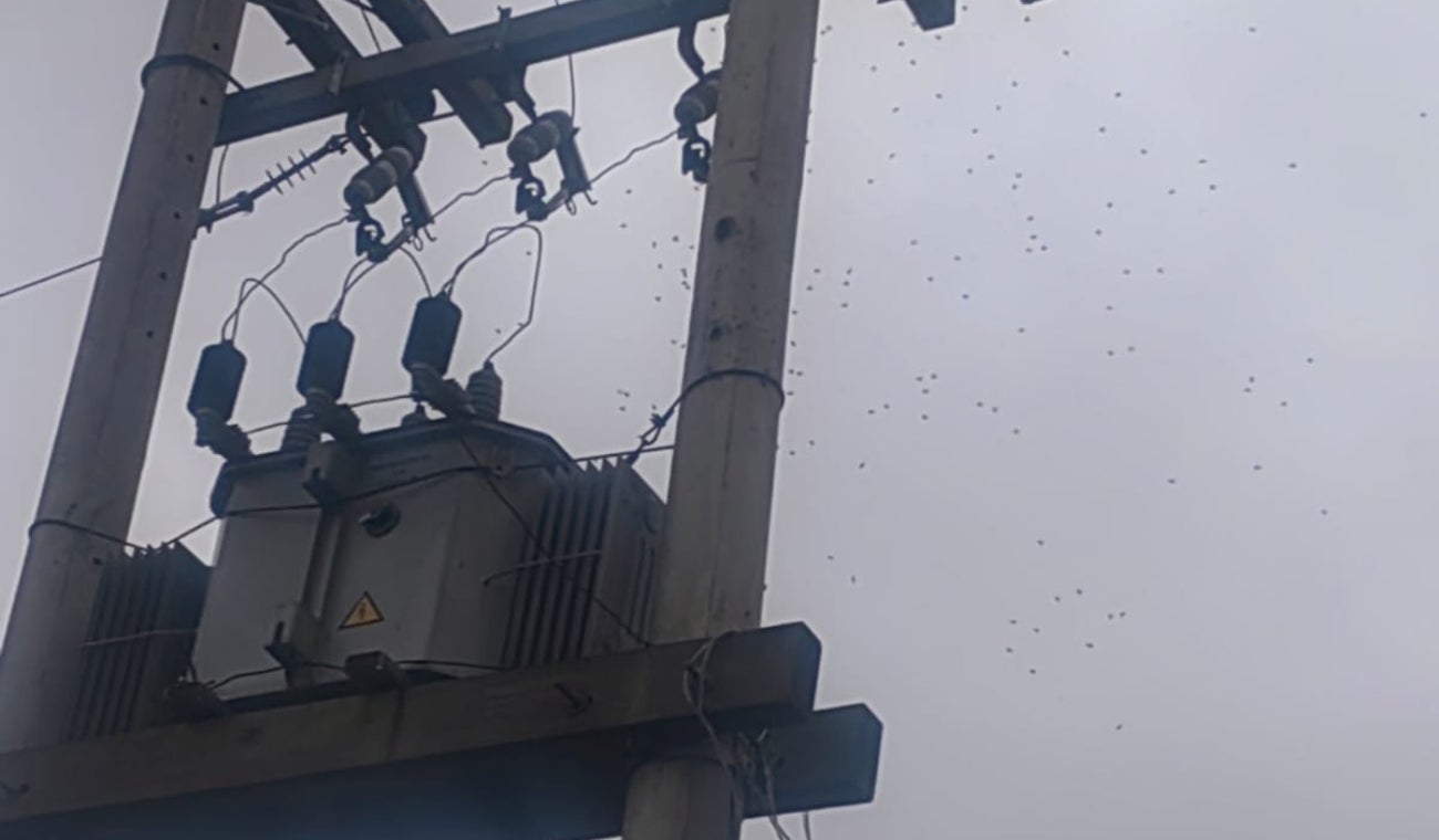 Panal de abejas en transformador cerca a conjunto en Madrid