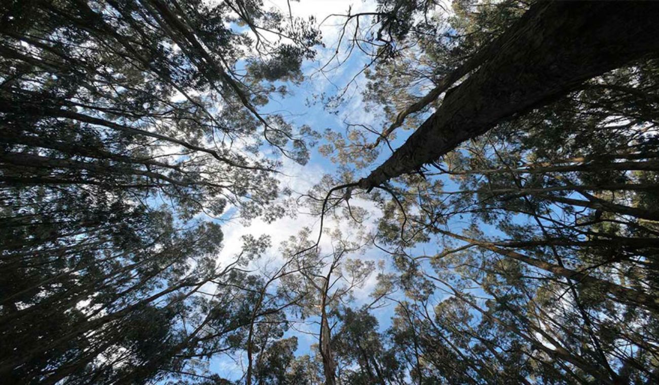 copas de árboles vistas desde abajo