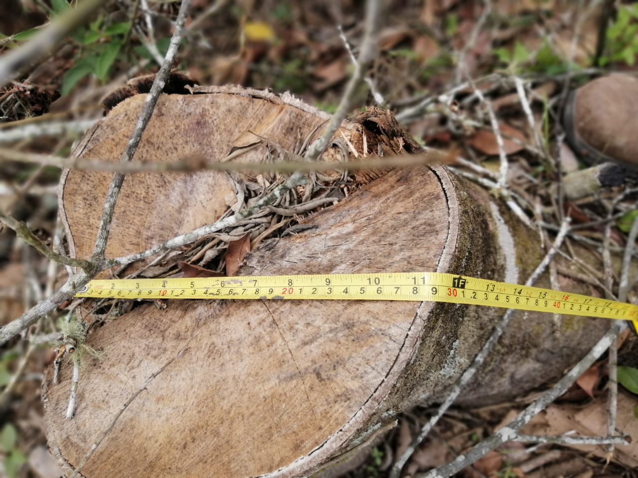 CAR Cundinamarca - Deforestación - Arboles