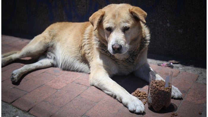 Perro callejero | Bogotá | Soacha | Referencial | Abril 2019