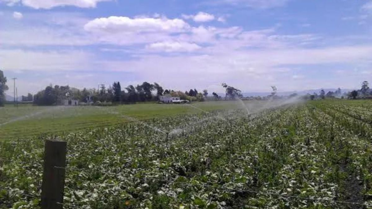 Cundinamarca - campo