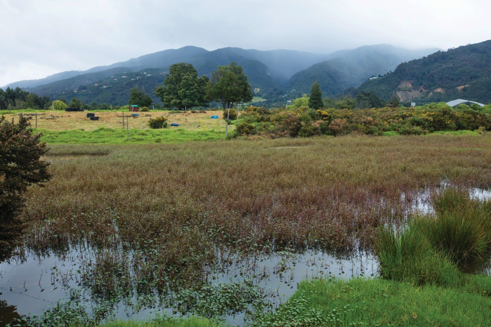 Reserva Thomas Van der Hammen