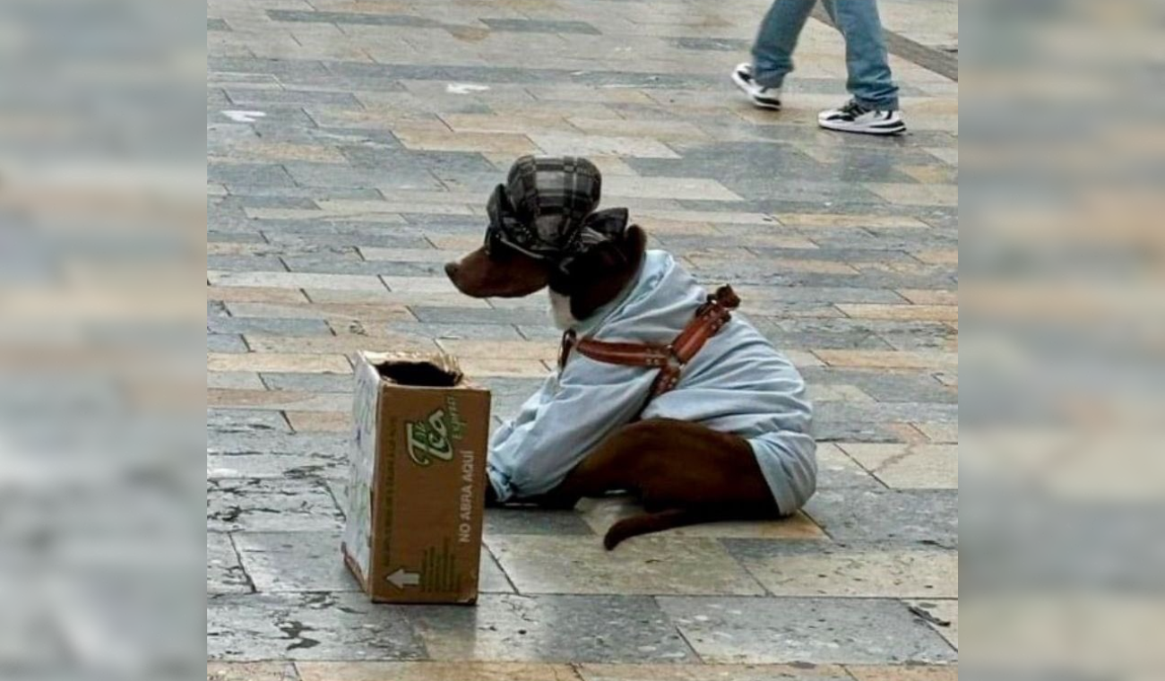 Perro que sufrió maltrato animal