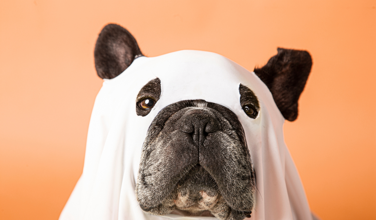 Mascota - perro - disfraz - Halloween