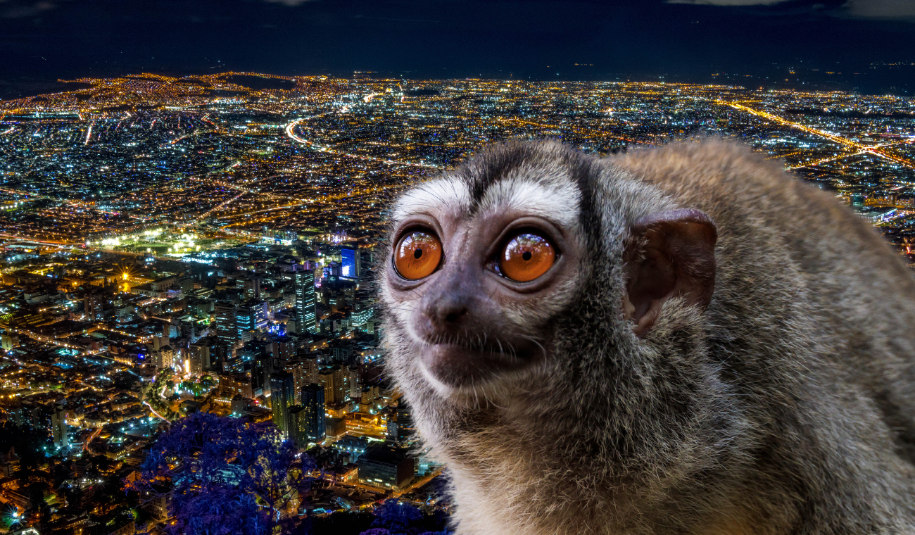 Mono nocturno en Bogotá - Bosa