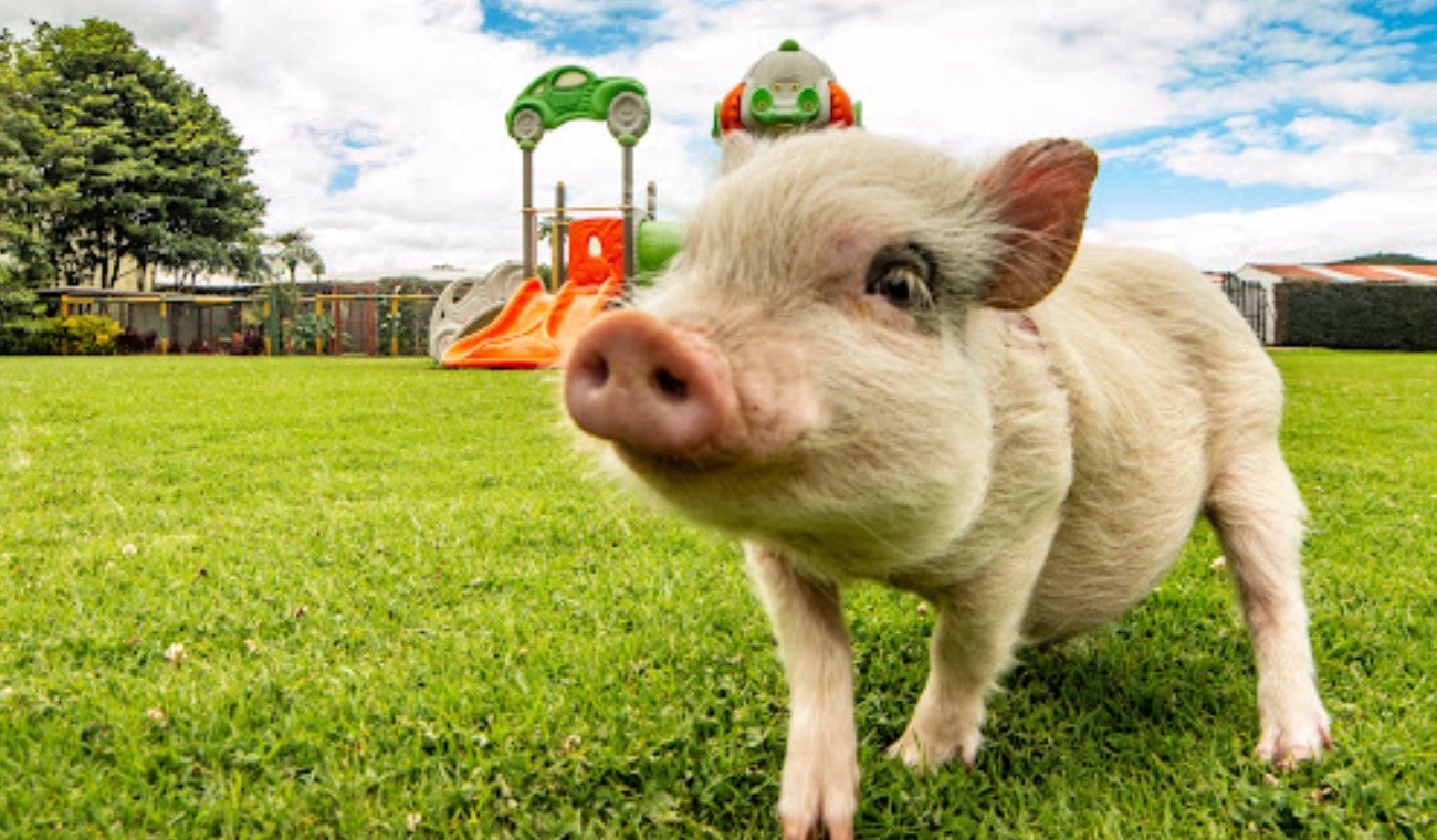 Parque temático para llevar a los hijos cerca a Bogotá: Entrada a $18.000