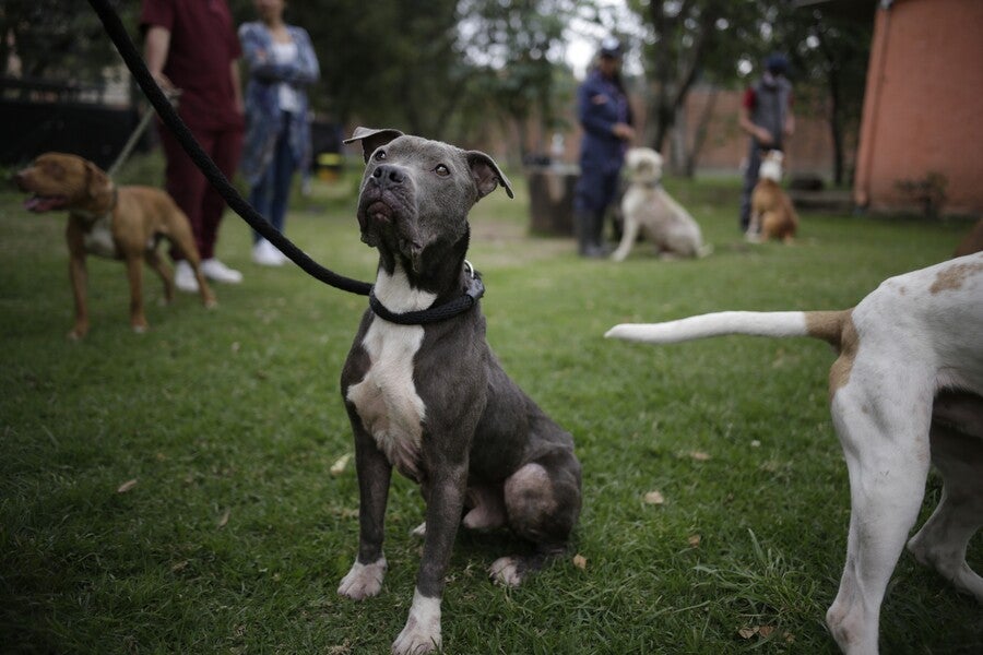 Perros en adopción | Fundación | Navidad