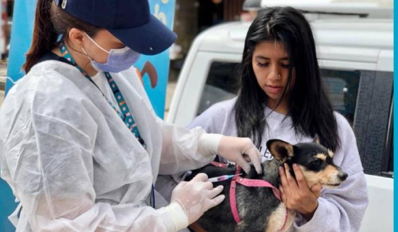 Vacunación en Bogotá de perros y gatos