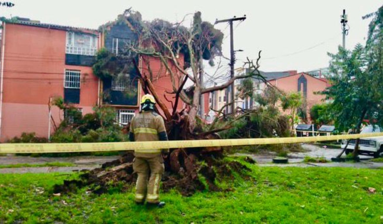 Árbol causó emergencia en Bogotá