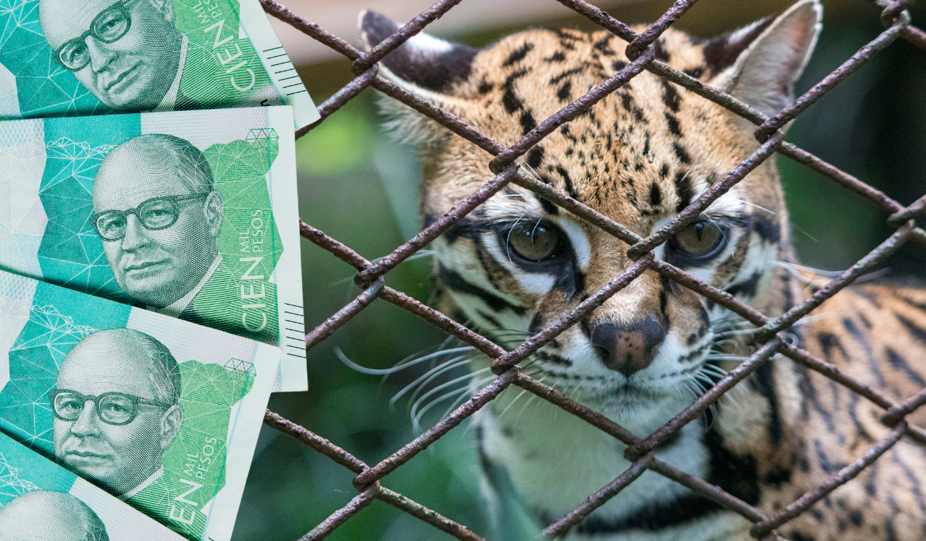 'Mascotas' lo harían pagar tremenda multa: dueños podrían ir a la cárcel