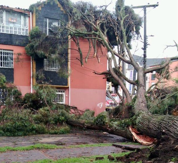 Árbol causó emergencia en Bogotá