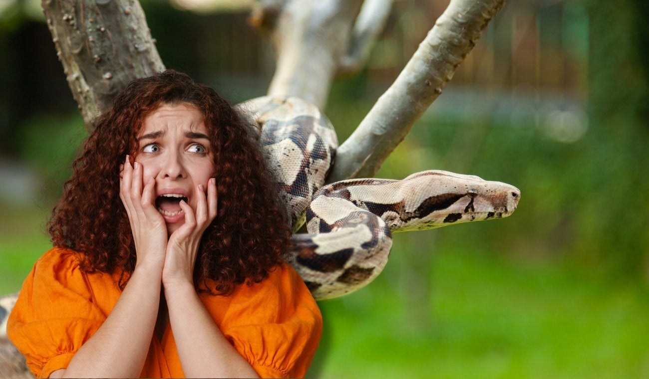 Boas Constrictor generaron pánico en La Mesa