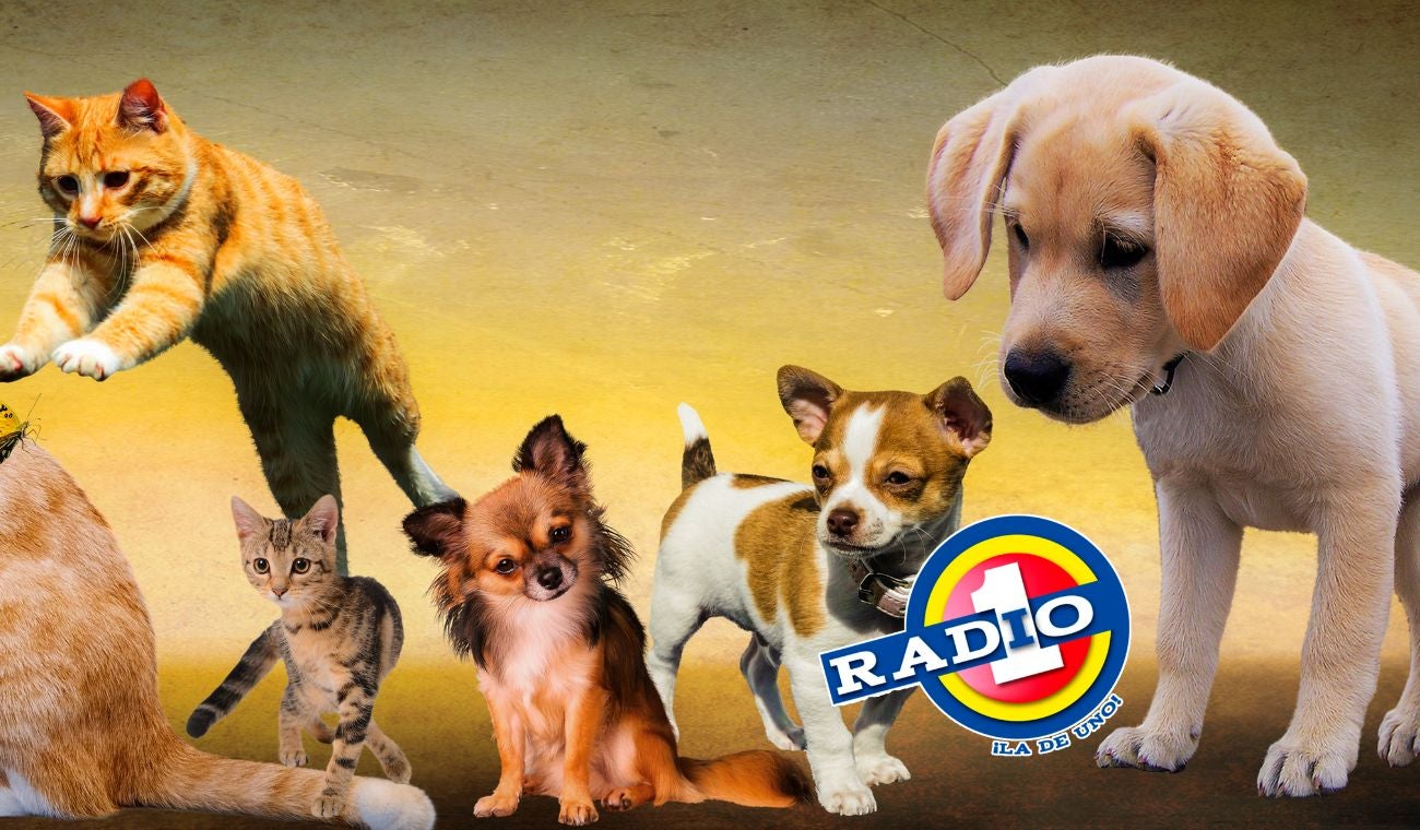 Peluditos de Radio Uno