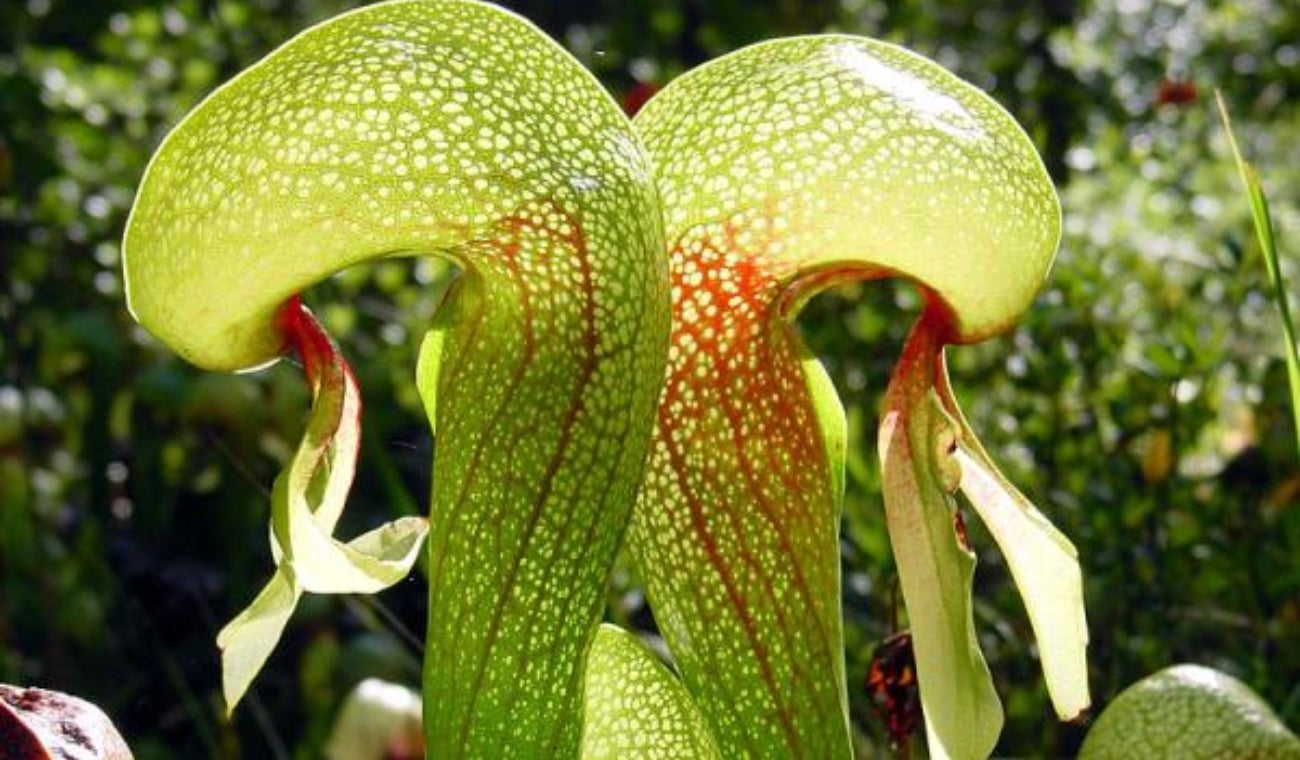 Déjese atrapar por las plantas de ciencia ficción