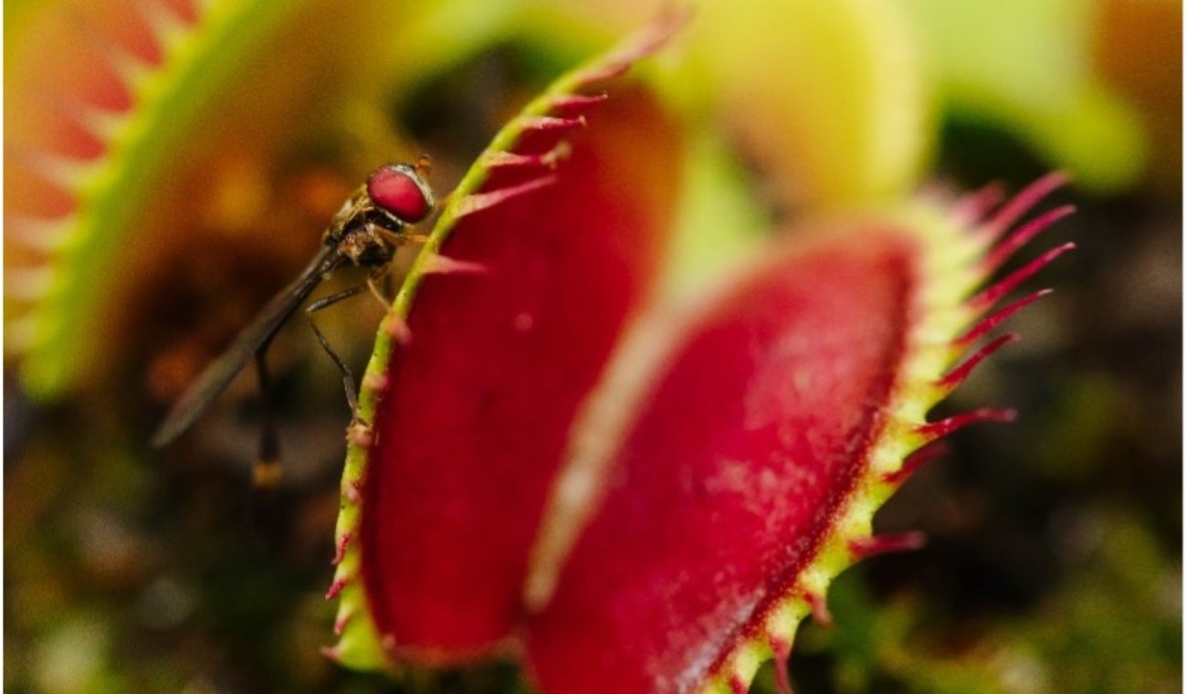 Déjese atrapar por las plantas de ciencia ficción