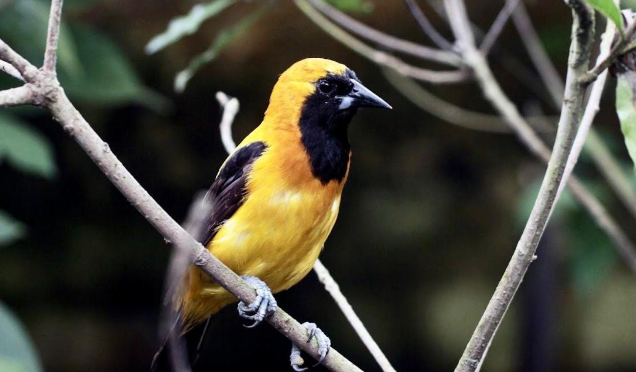Aves migratorias en Bogotá