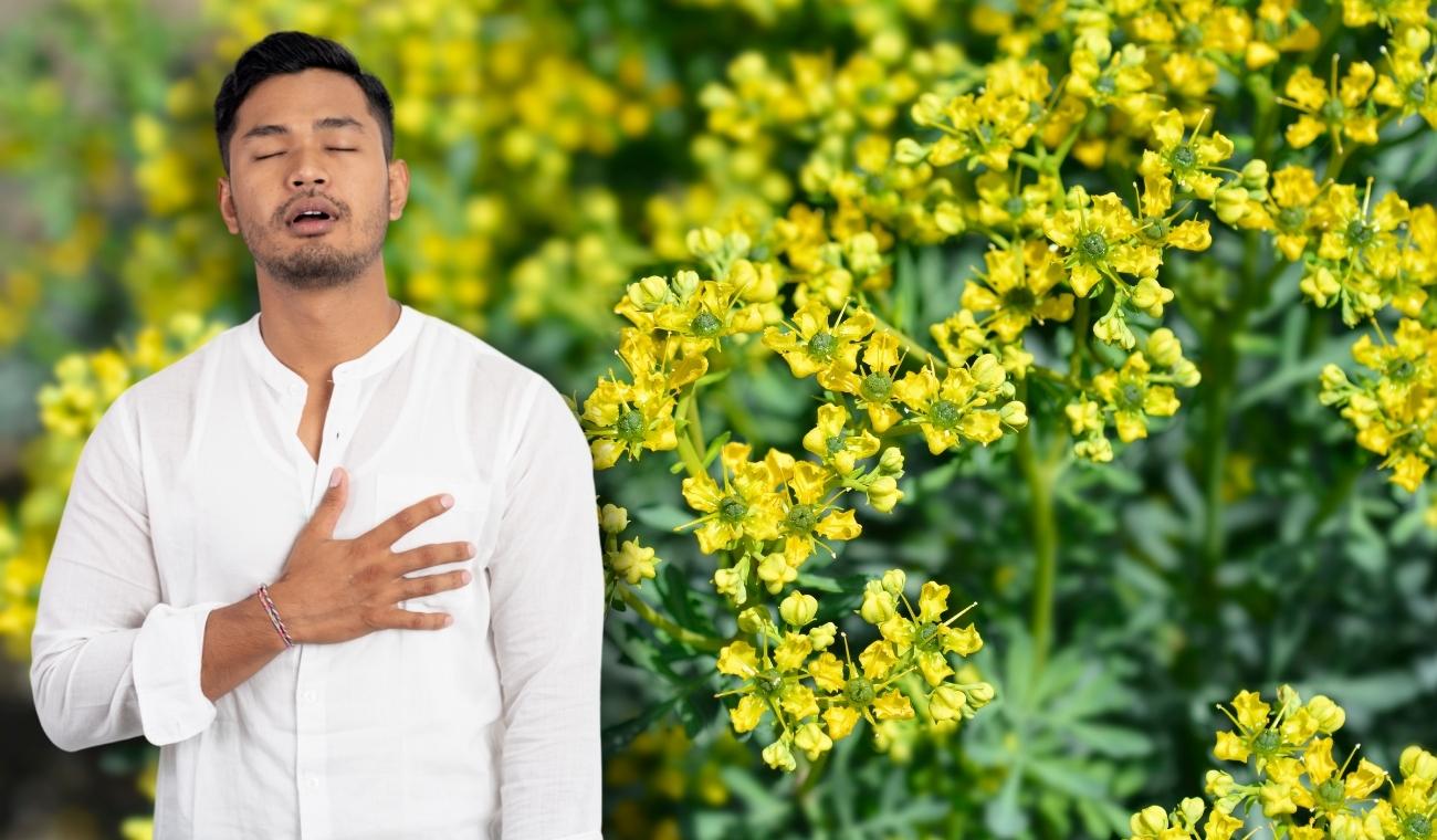 Cómo hacer una limpia con ruda para bloquear envidias y atraer la buena energía