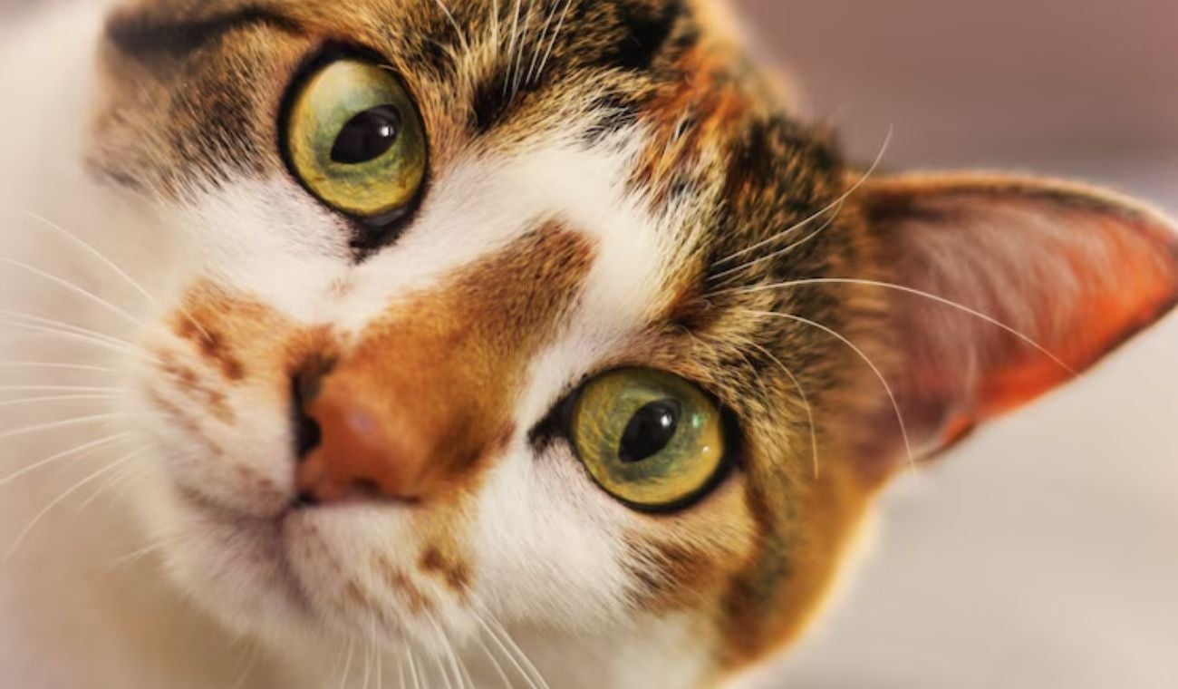 ¿Qué significa que un gato le muestre la panza? Expertos responden