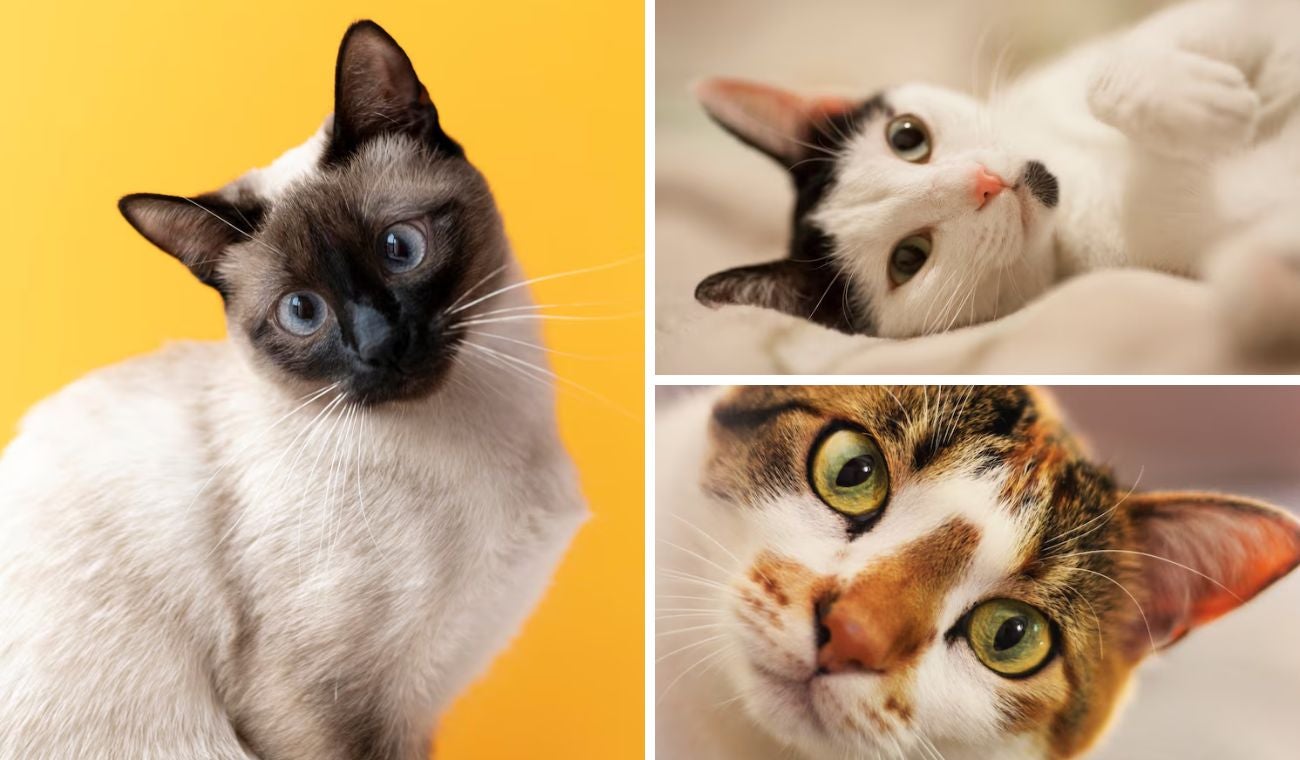 ¿Qué significa que un gato le muestre la panza? Expertos responden