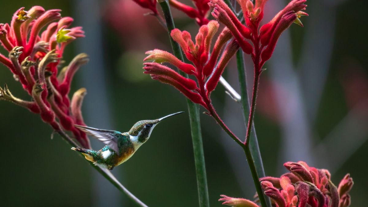 Jardín Botánico de Bogotá celebra sus 70 años con tremendo festival