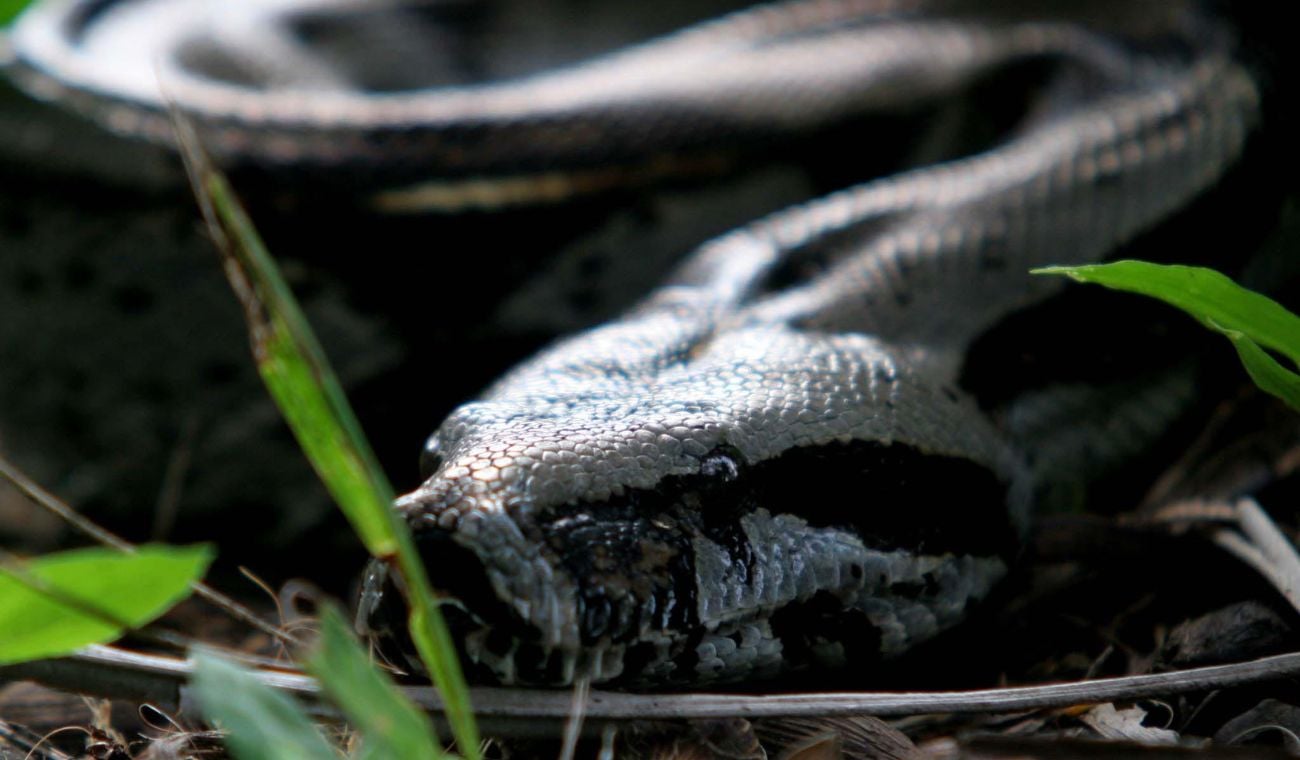 Serpientes en Cundinamarca
