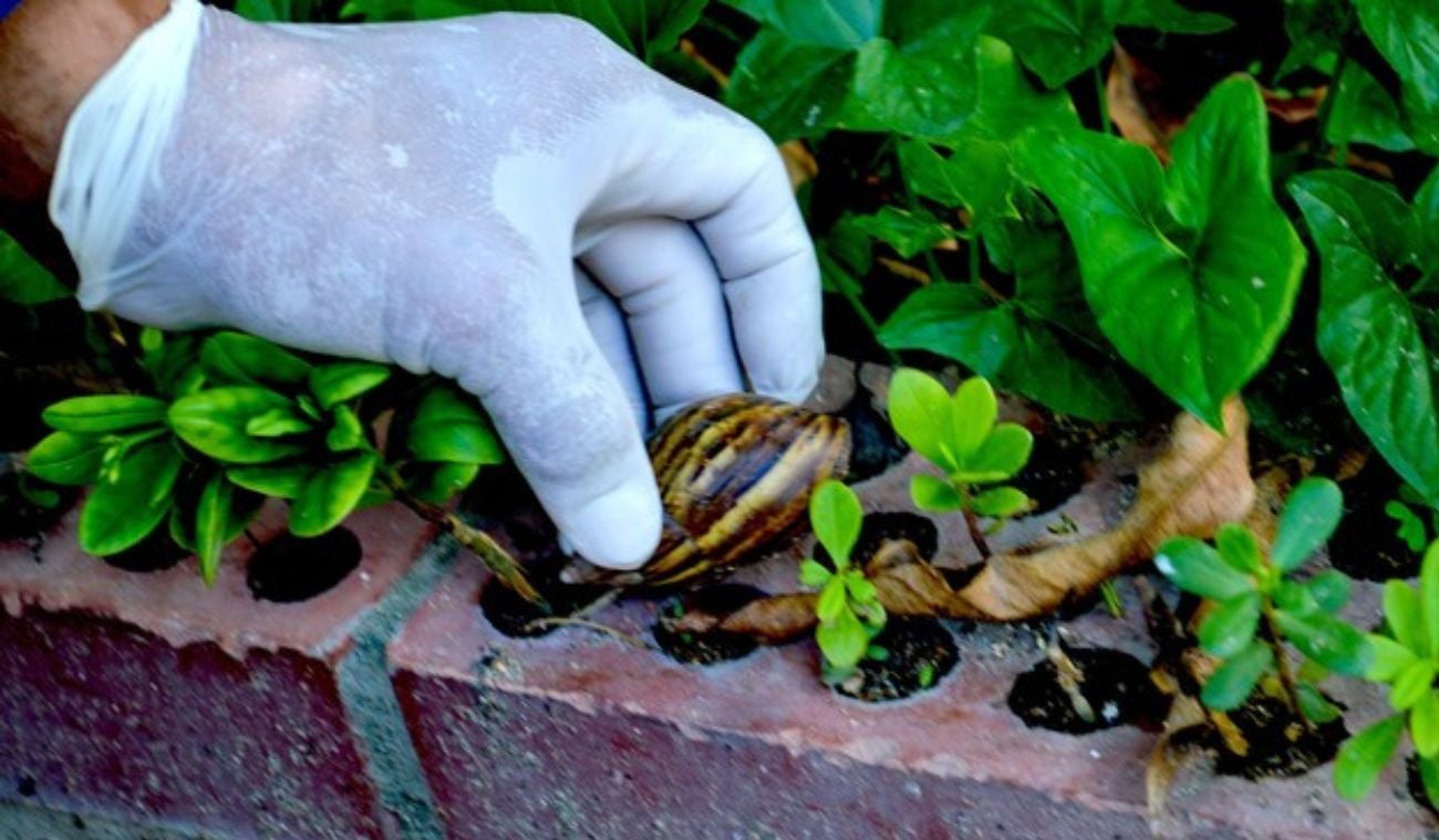 CAR alerta riesgo para Cundinamarca: caracol africano podría estar en su casa