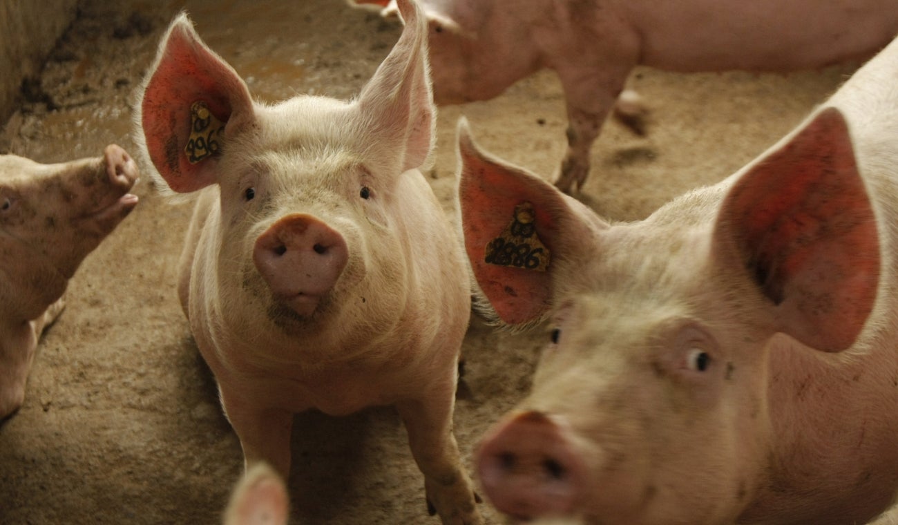 Criadero de cerdos
