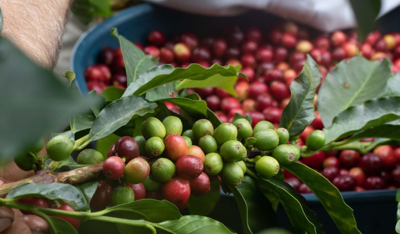 Gobernación da sorpresa a cafeteros: fertilizantes no serán problema