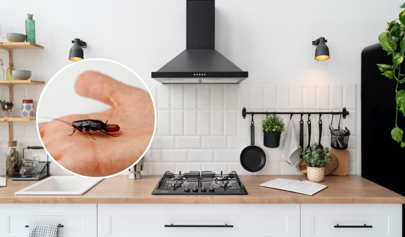 Electrodoméstico que todos usan a diario es el nido de las cucarachas