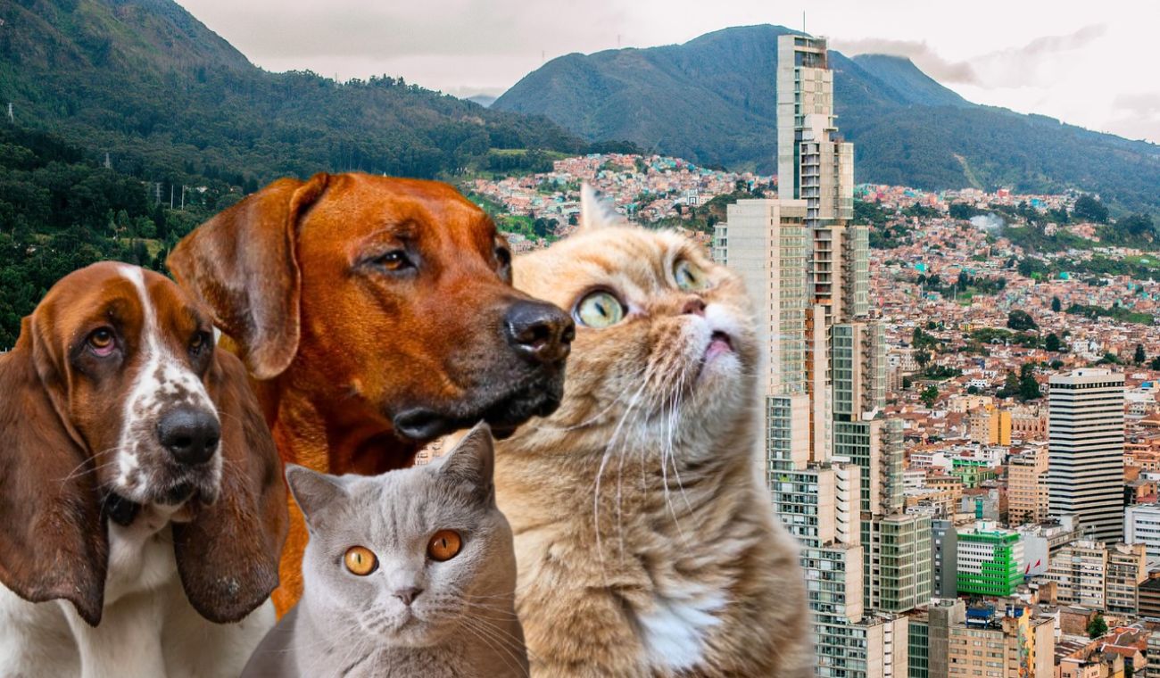 Distrito anunció más de 6.000 turnos de esterilización gratis en Bogotá