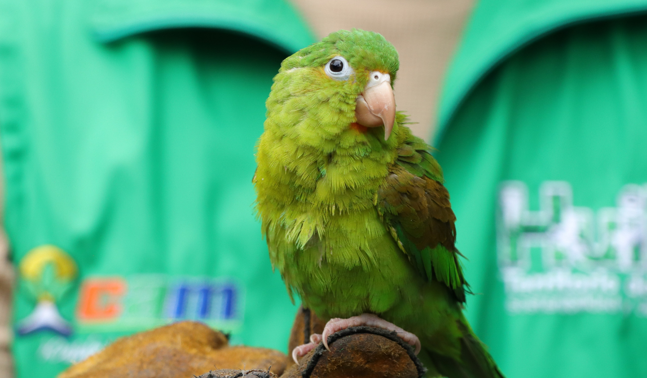 Tener un loro en casa le puede salir carísimo: lo multan y se lo quitan