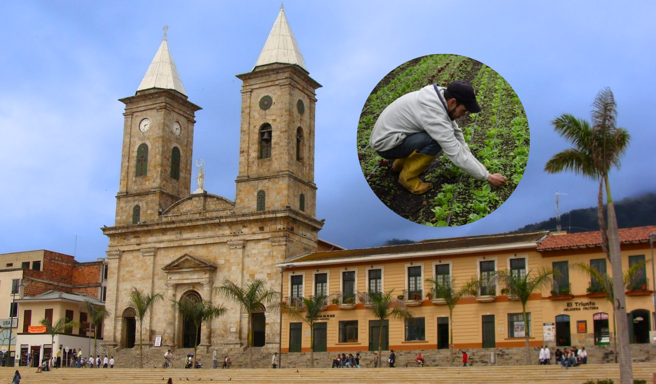 Fusagasugá tomará decisión: productores ganarían más por su cosecha