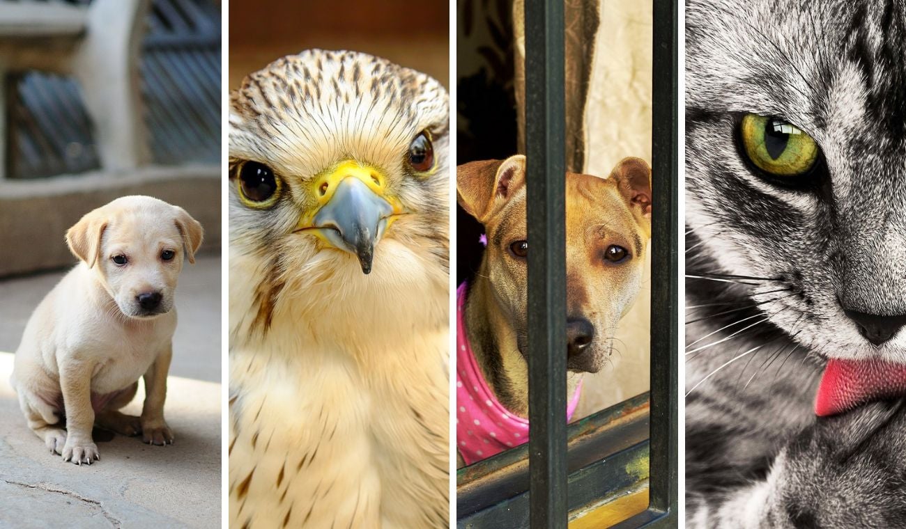 ¿Maltrato animal?: dónde y cómo denunciar sin miedo en Bogotá