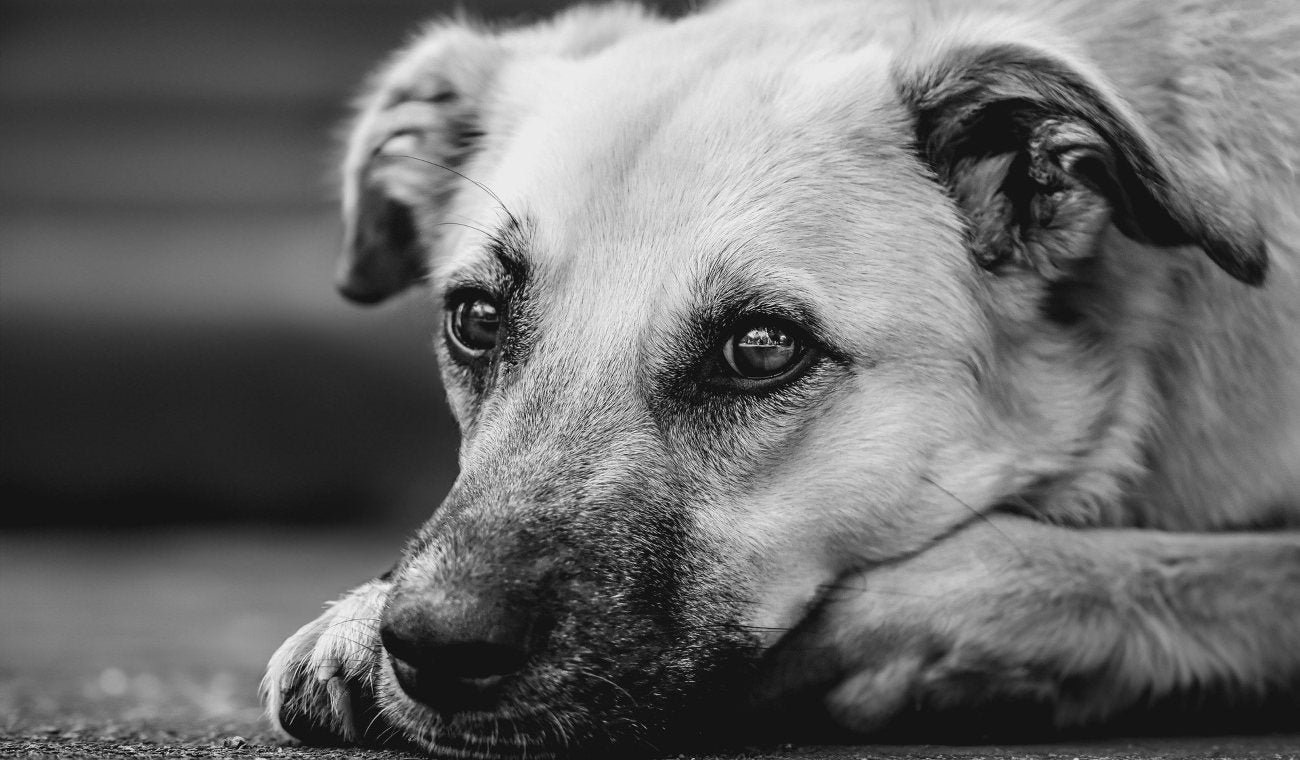 Lo que dice la ley sobre las mascotas en los conjuntos residenciales